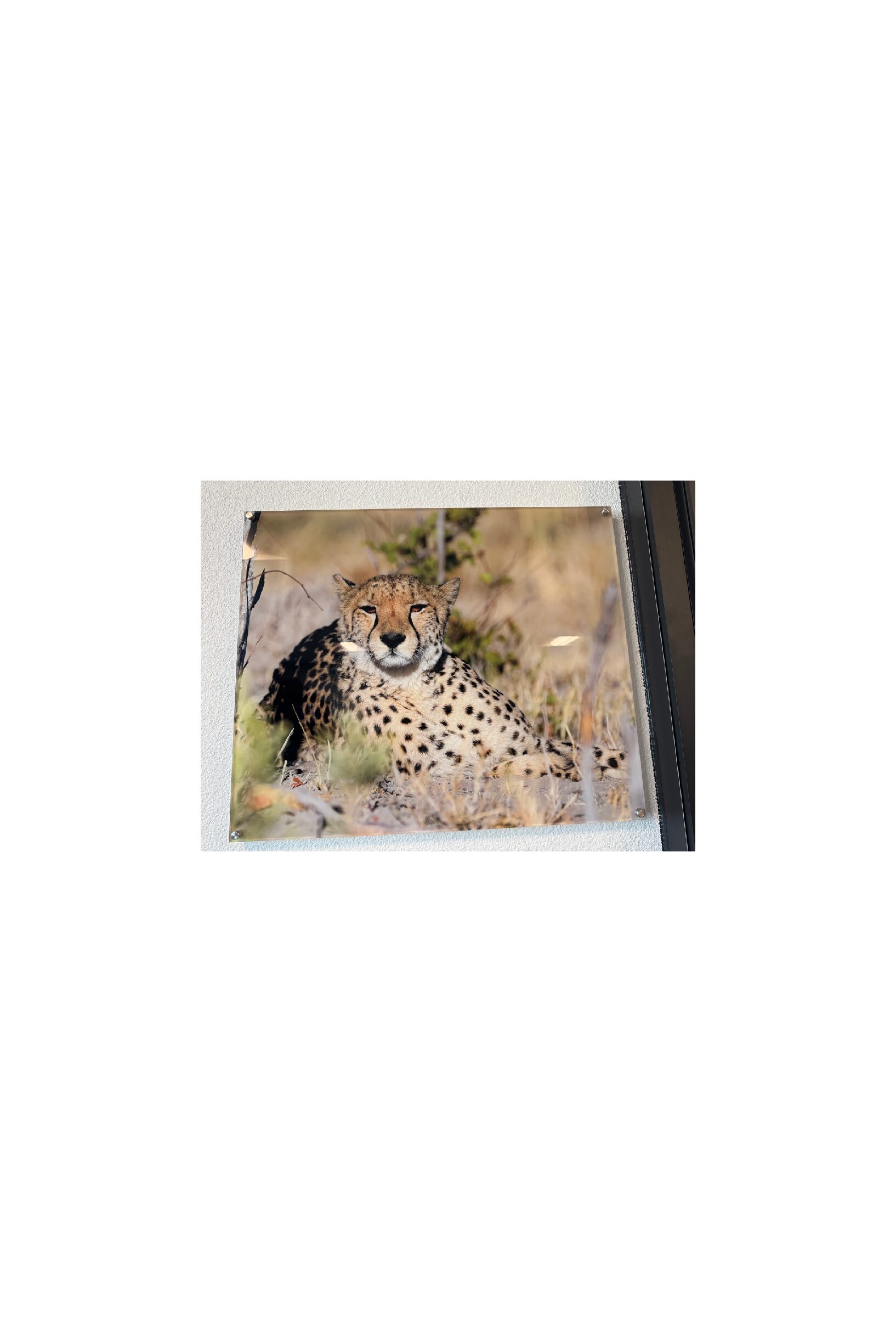Acrylic Print